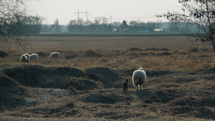 Racka mother sheep with her lamb © nordantin