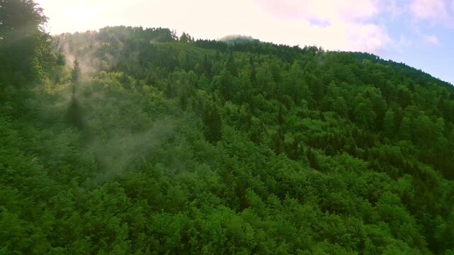 Lush forest canopy stretches across rolling hills in a breathtaking aerial view. The vibrant green trees create a serene landscape, enhanced by soft clouds in the sky.