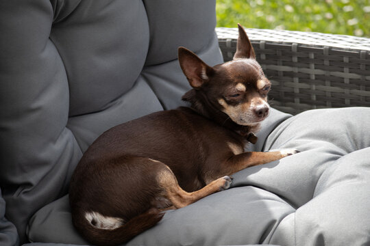 Brown chihuahua resting on cushioned outdoor garden chair