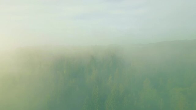 Aerial view of a lush forest landscape, with dense green trees and misty clouds. Tranquility envelops the scenery, showcasing nature's serene beauty.