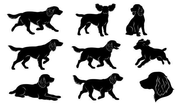 Set of black sprocker spaniel vector silhouettes showing active dogs running jumping standing and sitting isolated on white background for canine logo design.