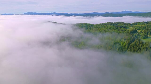 A breathtaking aerial view showcases a lush, green forest enveloped in a sea of clouds. The serene landscape, with its dense trees and tranquil atmosphere, stretches across rolling hills.