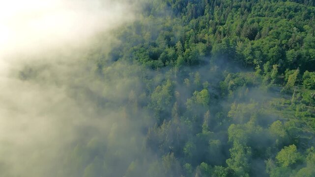 An aerial view captures the serene landscape of a dense forest, where lush green trees extend into the horizon, partially shrouded in misty clouds.