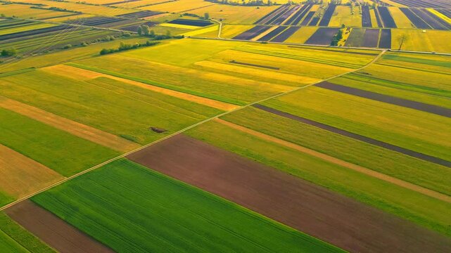 An aerial view captures a patchwork of golden and green fields, bordered by tree lines, in a serene rural landscape. The scene evokes tranquility, showcasing nature's vibrant, orderly patchwork.