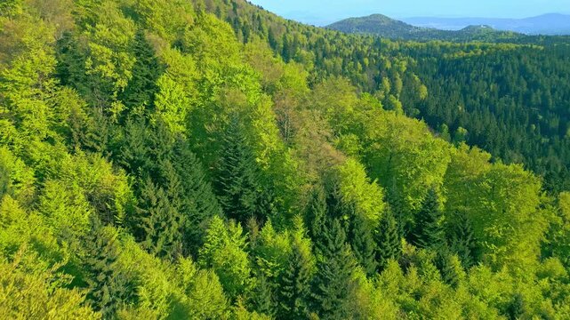 This aerial view captures the serene beauty of a dense forest, showcasing its vibrant greenery and tranquil scenery under a clear sky.