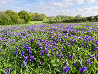 Obraz premium Field of purple wild violets. Spring flowers blooming in a lush green meadow.