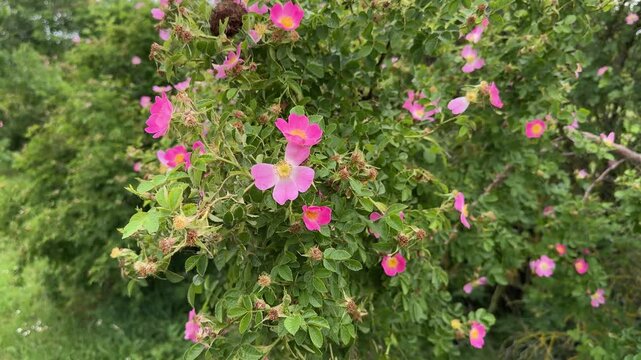Pink wild roses blooming on leafy shrub in summer