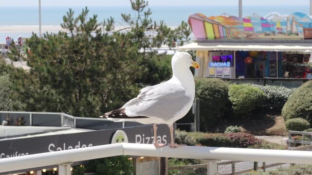 European herring gull perched on railing at seaside promenade