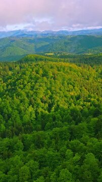 Pan over an aerial view of a lush, green forest showing the tranquility and beauty of nature. The dense canopy stretches out endlessly, with clouds softly framing the distant mountains.