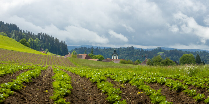 Switzerland hillside farm field with growing crops