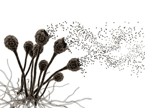Microscopic view of mold spores dispersing from sporangia with visible hyphae and rhizoids PNG Isolated on transparent background