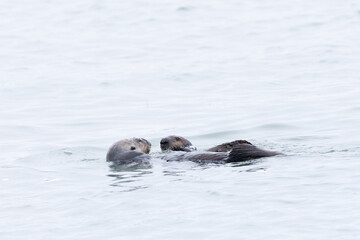Fototapeta premium A couple of sea otters apparently exchanging signs of affection, seen in the wild in North California