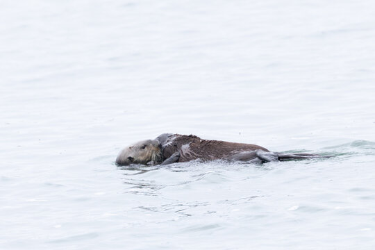 A couple of sea otters apparently exchanging signs of affection, seen in the wild in North California