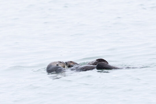 A couple of sea otters apparently exchanging signs of affection, seen in the wild in North California
