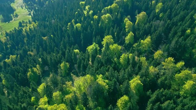 Aerial view of a dense forest, highlighting lush greenery and tranquility. The canopy creates a serene and picturesque scenery, perfect for promoting nature's beauty.