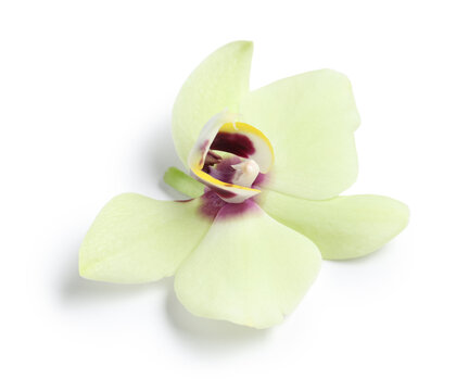 Single light green orchid flower with purple and yellow center, tropical plant isolated on a white background, this tropical plant showcases delicate petals and intricate details
