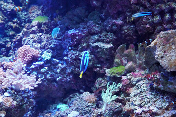 Barcelona, Spain  December 21, 2025: Marine environment with corals and reef fish in an aquarium © AlysC
