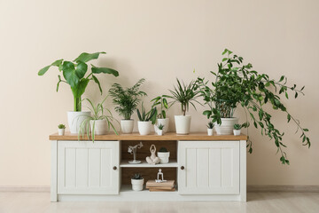 Assortment of green potted houseplants on a wooden cabinet in a minimalist room with a light beige wall, this indoor garden setup contributes to a cozy and healthy living space © Pixel-Shot