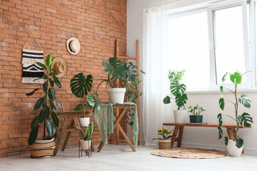 Indoor plant collection with monstera and fiddle leaf fig in a bright room with a brick wall and window, the plants are arranged on wooden furniture against a rustic brick wall and near a large © Pixel-Shot
