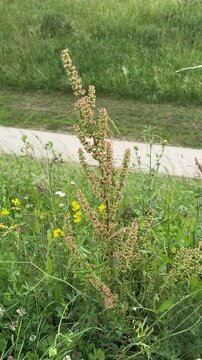 Wild dock plant with brown seed stalks growing in summer meadow