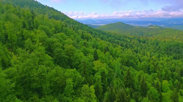 Lush green forest stretches endlessly, offering tranquility and serenity. Dense canopy, rolling hills, and lazy clouds create a breathtaking landscape.
