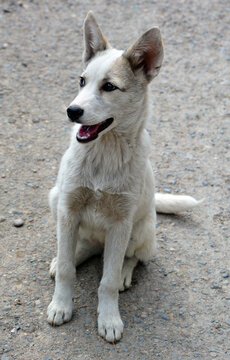A White Shepherd puppy, German Shepherds, the recessive gene for white coat hair was cast in the breed gene pool by the late 19th and early 20th century