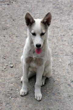 A White Shepherd puppy, German Shepherds, the recessive gene for white coat hair was cast in the breed gene pool by the late 19th and early 20th century