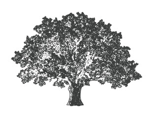 Fototapeta premium Engraved style illustration of lush tree with rounded canopy on transparent background.