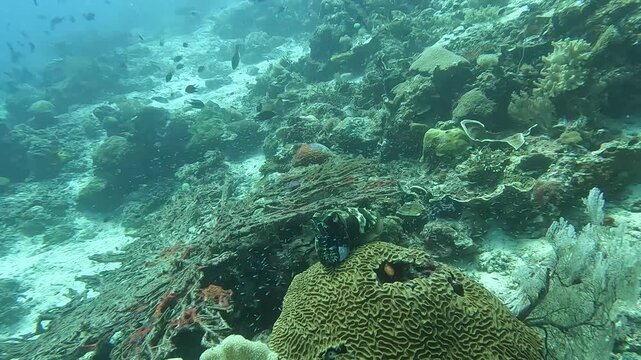 Cuttlefish On Coral Reef