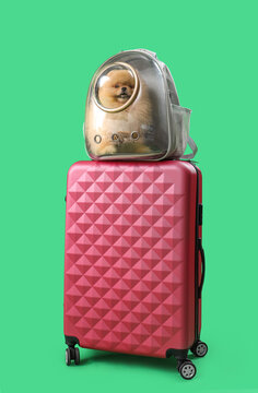 Cute Pomeranian dog in backpack carrier on suitcase against green background