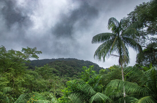 Jussara Palm Trees Under Stormy Sky in the Brazilian Atlantic Forest