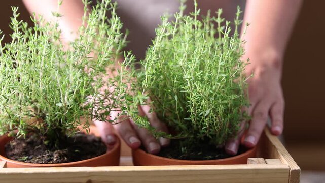 Woman with potted thyme plants in wooden crate at table, closeup