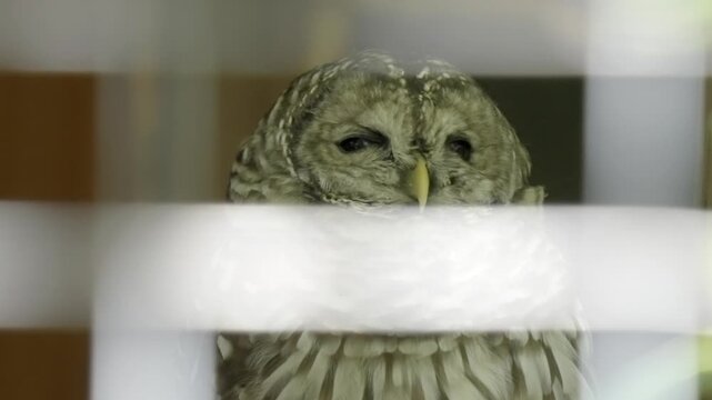 Barred owl resting behind window blinds during daylight hours in captive environment.