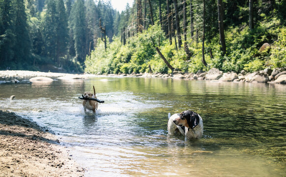 Two dogs in river with idyllic nature background. Large dog cooling down and a defocused dog running with a stick. Hot summer outdoor fun with dogs or dog days of summer. Selective focus.