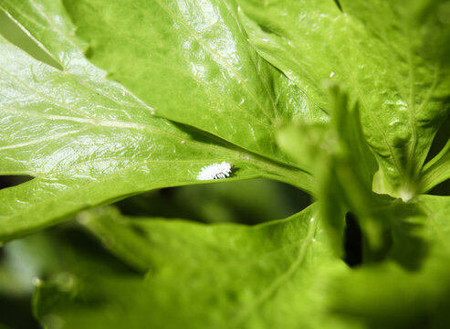 Mealybug ladybird larvae on celery. White fluffy bug also known as mealybug Destroyer or Cryptolaemus montrouzieri. Beetle feeds on mealybugs and other scale insects. Selective focus.
