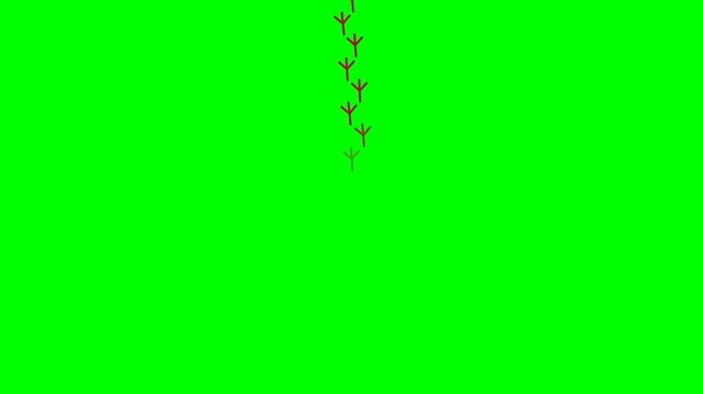 Bird footprints walking animation on green screen