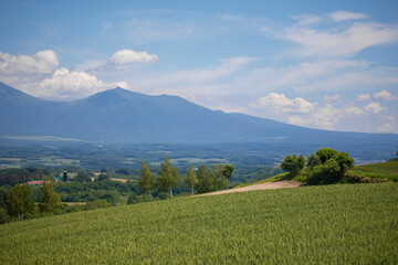 Obraz premium A sunny summer day in Furano, Hokkaido, Japan, in July