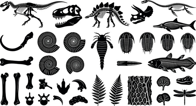 Prehistoric dinosaur skeleton bones and fossil silhouettes set featuring ammonites trilobites and skull icons for paleontology science education graphics