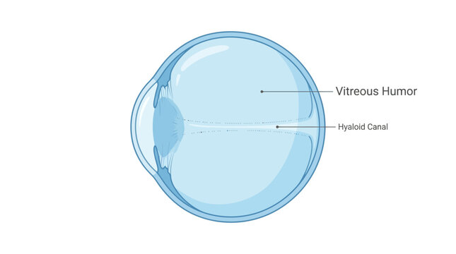 Anatomical illustration of a human eye with labeled vitreous humor and hyaloid canal against a clean white background.