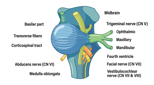 Detailed anatomical illustration of a human brain stem with labeled nerves and structures on a clean white background.