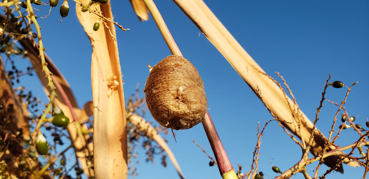 Mantis ootheca egg case on dried plant branch, blue sky background, macro photography
view(1)