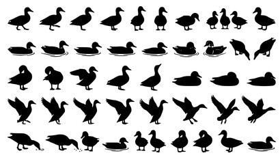 Fototapeta premium Duck Wildlife Silhouette Vector Collection with Standing and Swimming Poses