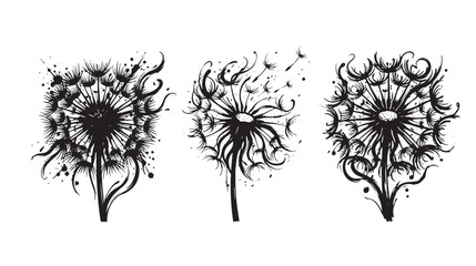 Obraz premium A set of three dandelion flower with a stylized, artistic ink wash effect, showcasing seeds and intricate petal details on a graffiti white background
