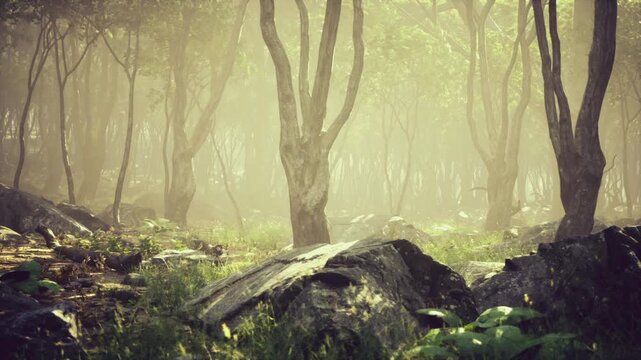 Brooding misty glade with prominent boulder in foreground, muted tones and dense fog creating moody, introspective scene suited for atmospheric editorial work