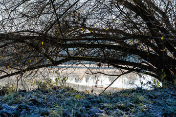 Obraz premium Branches of bushes bending to the ground on the bank of a winter river