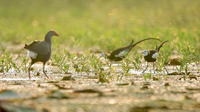 A Grey-headed Swamphen (Porphyrio poliocephalus) shares a freshwater wetland with two elegant Pheasant-tailed Jacanas (Hydrophasianus chirurgus) in beautiful golden morning light.