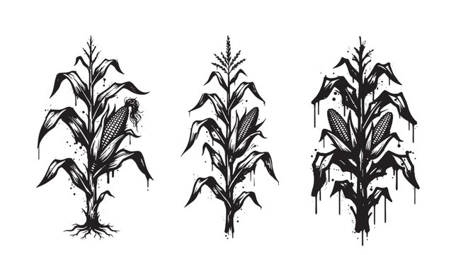 Three graffiti black and white ink of corn stalks with roots and dripping ink accents on a white background, for agricultural and farming