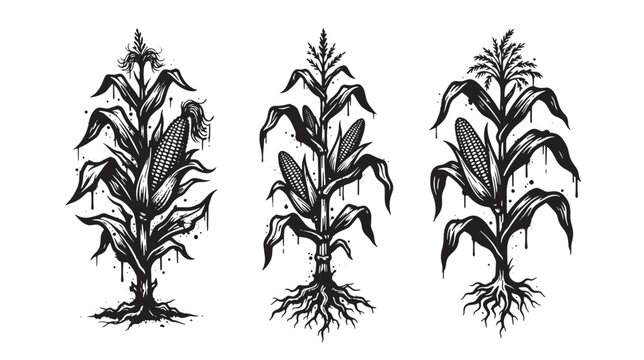Three graffiti black and white ink of corn stalks with visible roots and dripping ink effect on a white background, for agricultural