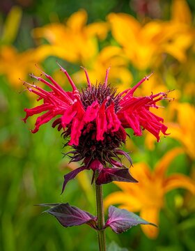 Vibrant red flower head with delicate petals outdoors in sunlight