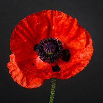 Vibrant red poppy flower blooming against a dark backdrop